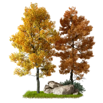 two trees with yellow and orange leaves