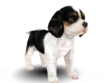 a small black and white dog standing on a white background