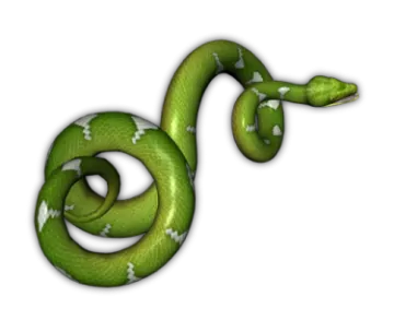 a green snake on a white background
