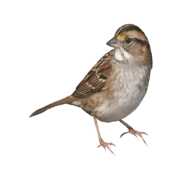 a small bird standing on top of a white surface