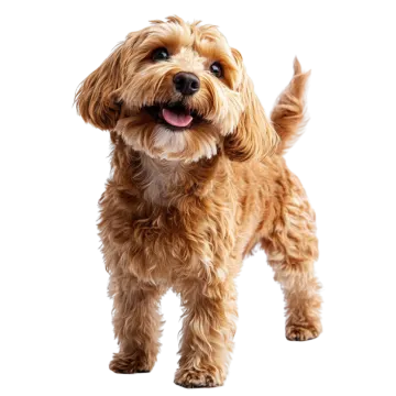 a small brown dog standing on a white background