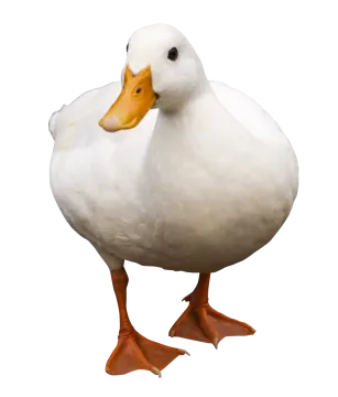 a white duck with an orange beak
