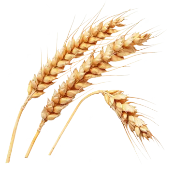 two stalks of wheat on a white background