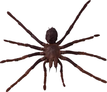 a large brown spider on a white background
