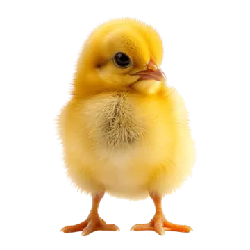 a small yellow chicken standing on its hinds