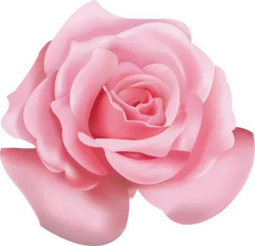 a pink rose on a white background
