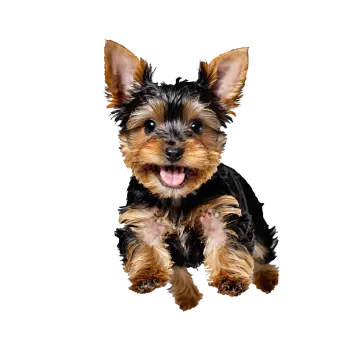 a small black and brown dog with its tongue out