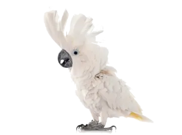 a white cock with feathers on its head