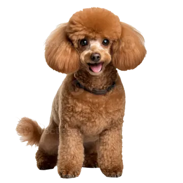 a brown poodle dog sitting on a white background