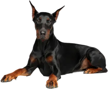a black and brown dog laying down on the ground