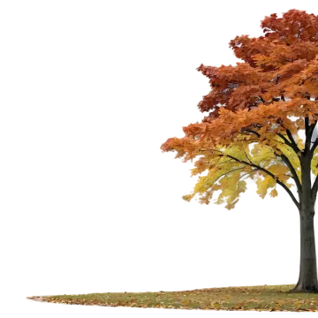 a tree with fall leaves on it