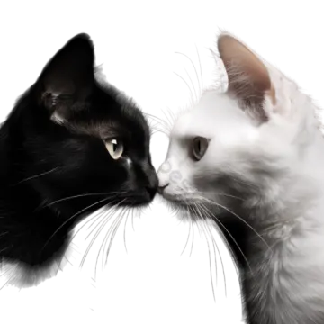 black and white cat