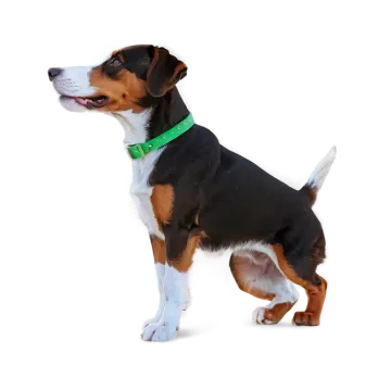 a small black and white dog with a green collar