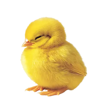 a small yellow bird sitting on the ground