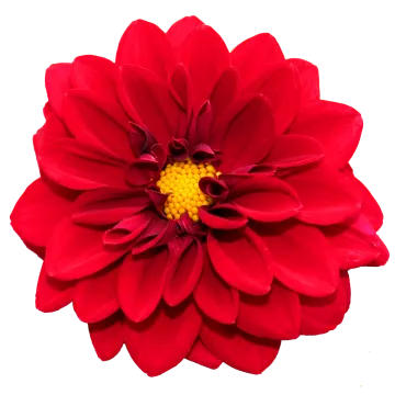 a red flower on a white background