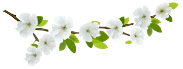 a branch with white flowers and green leaves