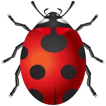 a lady bug on a white background