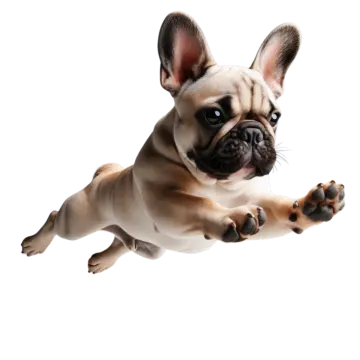 a small dog is playing with a toy