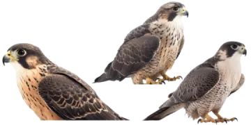 a group of birds sitting next to each other birds