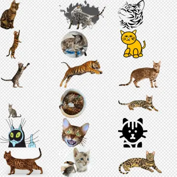a bunch of different cats on a white background