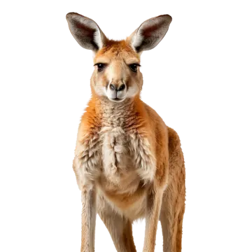 a close up of a kangaroo on a white background