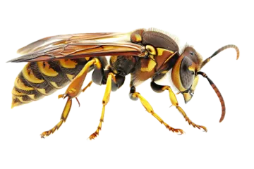 a bee on a white background
