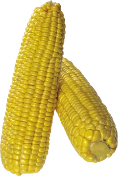 two ears of corn on a white background