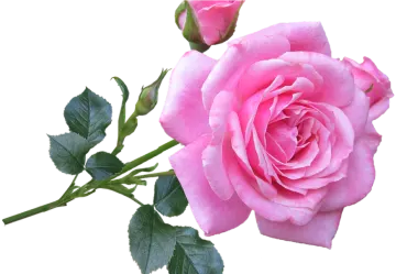 a pink rose on a white background