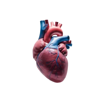 an image of the human heart