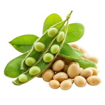 soy beans with leaves on white background