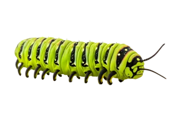 A close up of a green cater