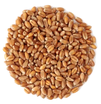 a pile of peanuts