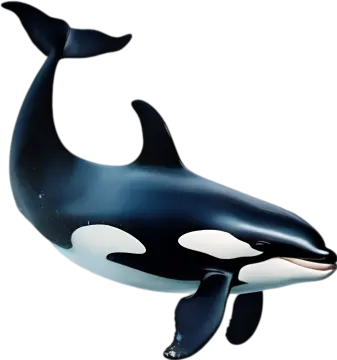 a black and white whale swimming in the ocean