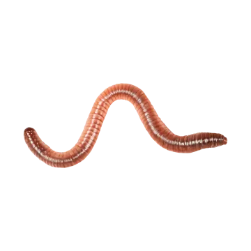 a worm on a white background