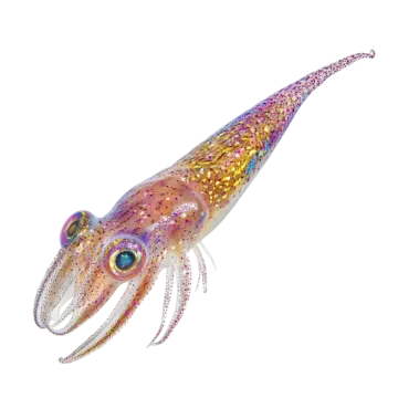 a colorful squid on a white background