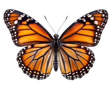 a monarch butterfly on a white background