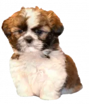 a small brown and white puppy sitting on a white surface