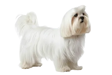 a small white dog standing on a white background