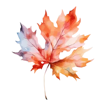 a watercolor maple leaf on a white background