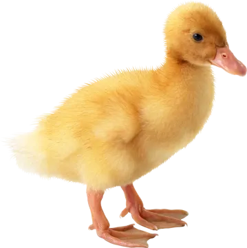 a small yellow duck