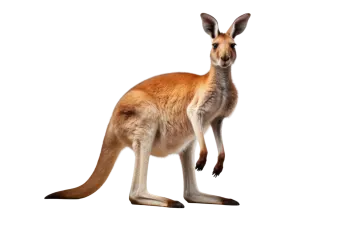 a kangaroo standing up against a white background