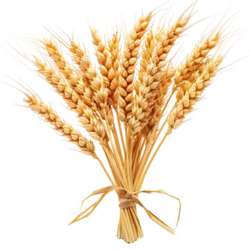 a bunch of wheat