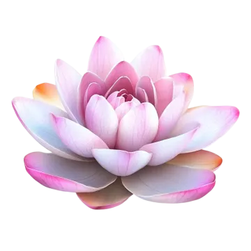 a pink lotus flower on a white background