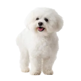 a small white dog standing in front of a white background