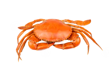 a red crab on a white background