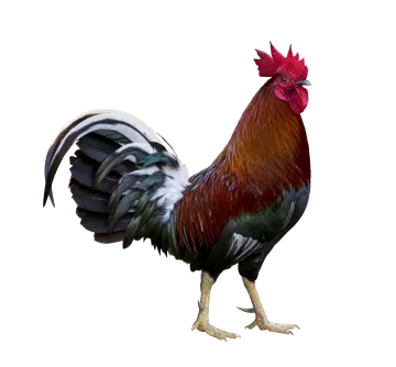 a red and black rooster standing on a white background
