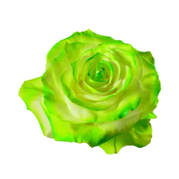 a green rose on a white background