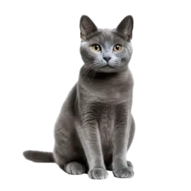 a gray cat with yellow eyes sitting down