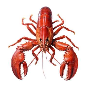 a red lobster on a white background