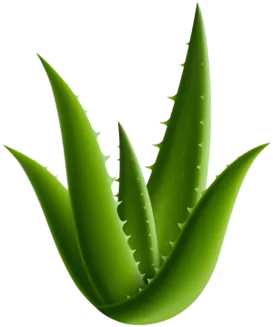 a green leaf with water droplets on it